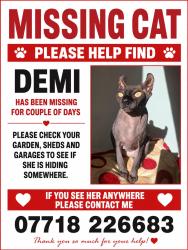 Lost Female Cat last seen PO6 3QG , Portsmouth, England PO6 3QG