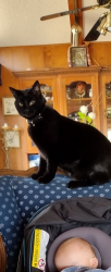 Reunited Female Cat last seen Stinson, Columbia heights , Minneapolis, MN 55421