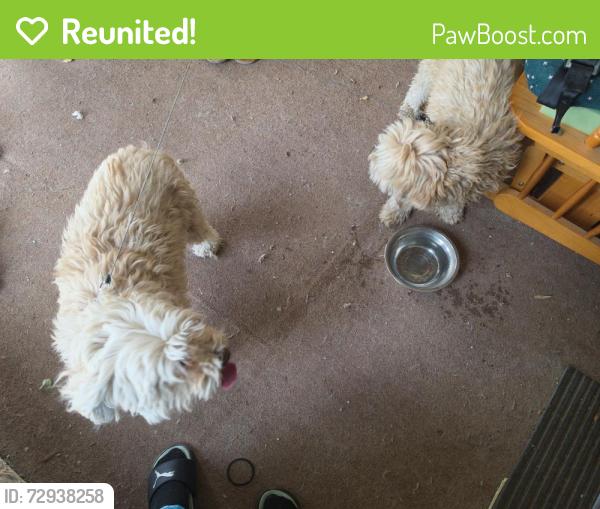 Reunited Unknown Dog last seen Stapley and southern , Mesa, AZ 85204