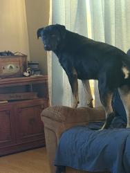 Reunited Female Dog last seen William Holliday Elementary School neighborhood , Fairview Heights, IL 62208
