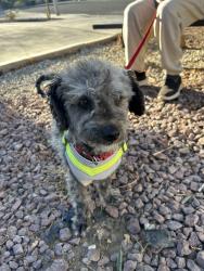 Reunited Male Dog last seen Polo Rd, Victorville, CA 92394, USA, Victorville, CA 92394