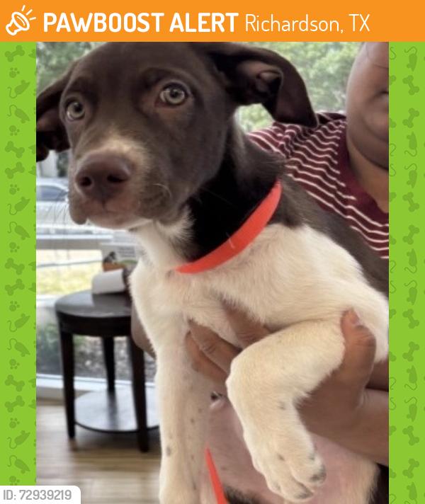 Rehomed Male Dog last seen Near International Pkwy, Richardson, TX 75081, USA, Richardson, TX 75081