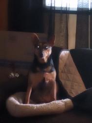 Reunited Female Dog last seen Dejarnette and Central , Elizabethton, TN 37643
