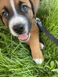 Lost Male Dog last seen Riverside drive & maplewood drive, Dayton ohio, Dayton, OH 45405