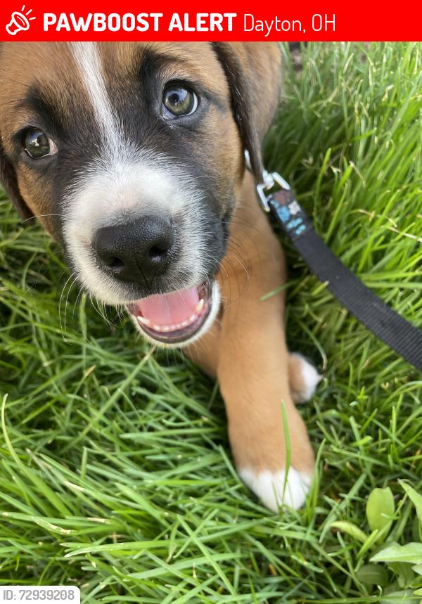 Lost Male Dog last seen Riverside drive & maplewood drive, Dayton ohio, Dayton, OH 45405