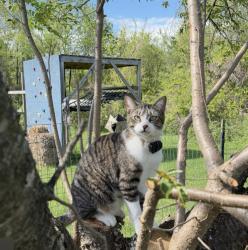 Lost Male Cat last seen Byers road, Harshaw drive , Chester Springs, PA 19425