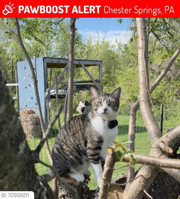 Lost Male Cat last seen Byers road, Harshaw drive , Chester Springs, PA 19425
