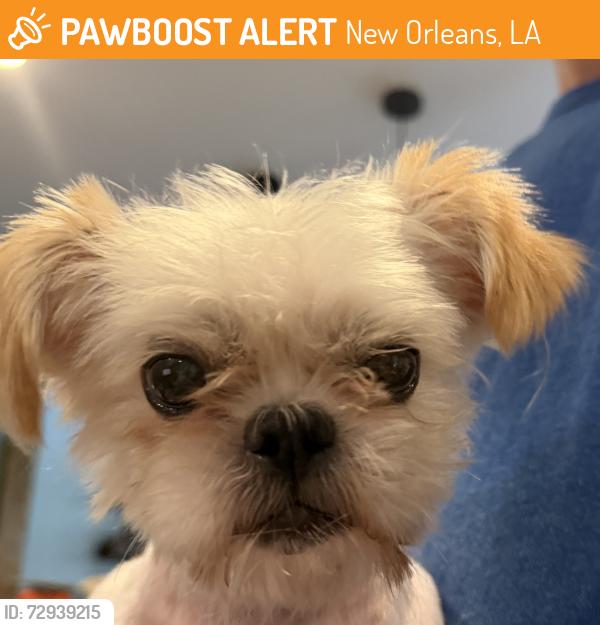 Found/Stray Unknown Dog last seen PJ’s in Algiers, New Orleans, LA 70131