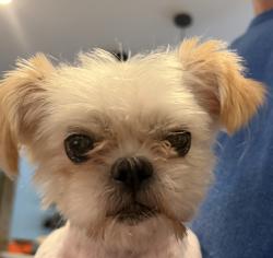 Found/Stray Unknown Dog last seen PJ’s in Algiers, New Orleans, LA 70131