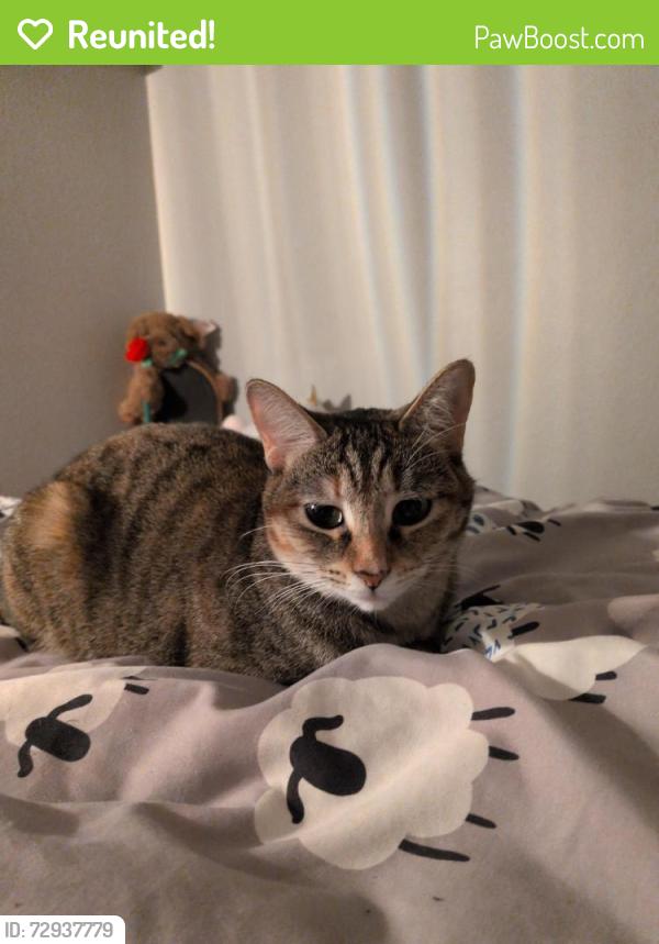 Reunited Female Cat last seen Near sw pinewood way, Aloha, OR 97007