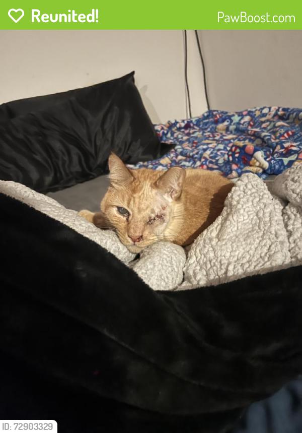 Reunited Male Cat last seen Near 34th Ave E, Tacoma, WA 98446, USA, Tacoma, WA 98446