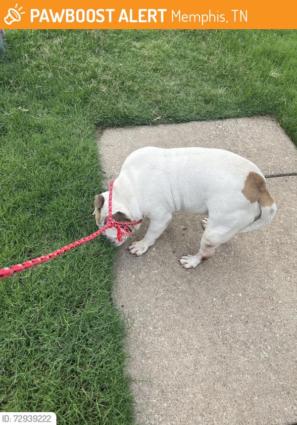 Found/Stray Male Dog last seen Port Douglas and Bendigo, Memphis, TN 38018
