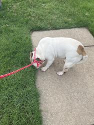 Found/Stray Male Dog last seen Port Douglas and Bendigo, Memphis, TN 38018