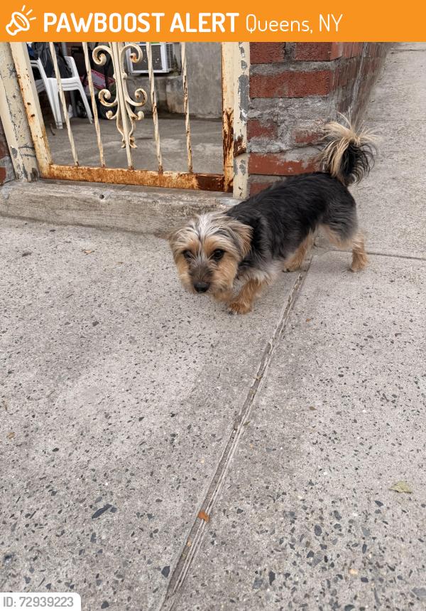 Found/Stray Unknown Dog last seen 90st , Queens, NY 11369