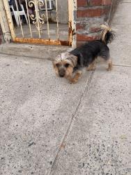 Found/Stray Unknown Dog last seen 90st , Queens, NY 11369