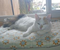Found/Stray Female Cat last seen Sprouts parking lot, Westlake Village, CA 91361