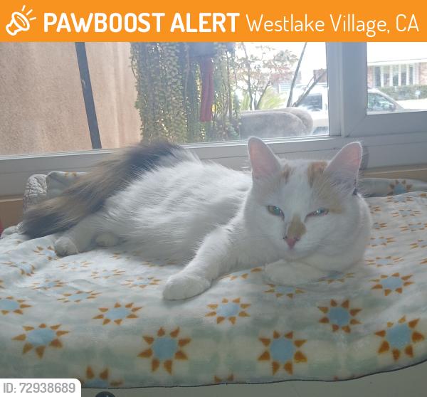 Found/Stray Female Cat last seen Sprouts parking lot, Westlake Village, CA 91361