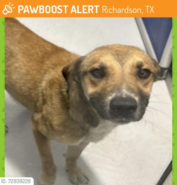 Found/Stray Male Dog last seen Richardson TX, Richardson, TX 75081