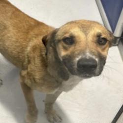 Found/Stray Male Dog last seen Richardson TX, Richardson, TX 75081