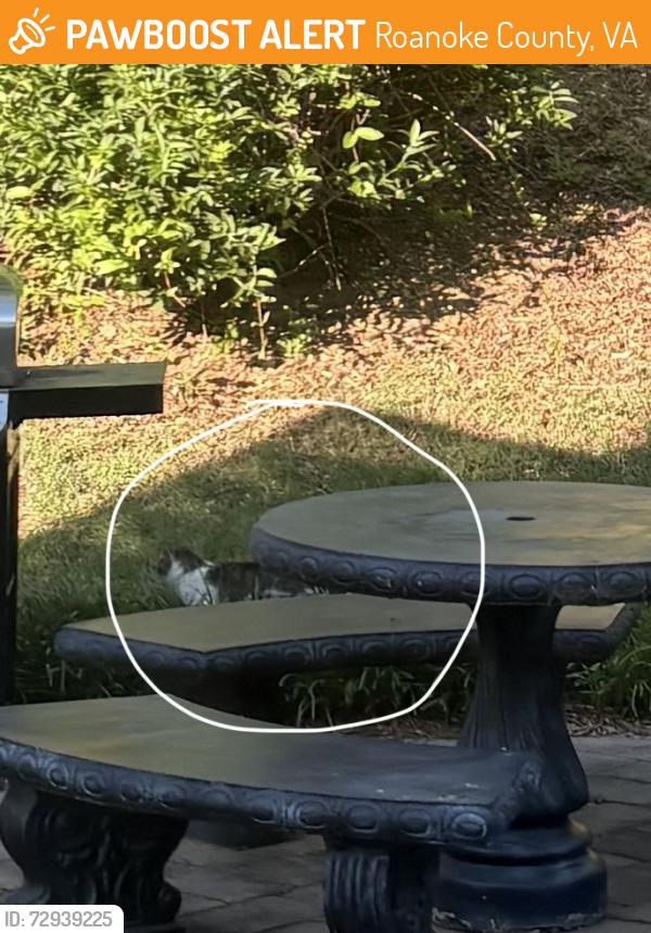 Found/Stray Unknown Cat last seen Barley Dr, Roanoke County, VA 24153