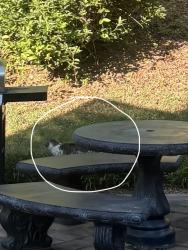 Found/Stray Unknown Cat last seen Barley Dr, Roanoke County, VA 24153