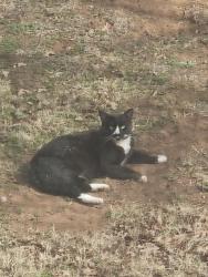 Reunited Male Cat last seen Forest Oaks Neighborhood, Edmond, OK 73013