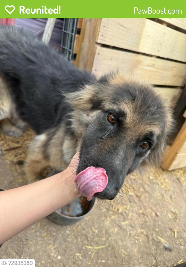Reunited Female Dog last seen Grant Rd, Oracle Rd, Tucson, AZ 85705