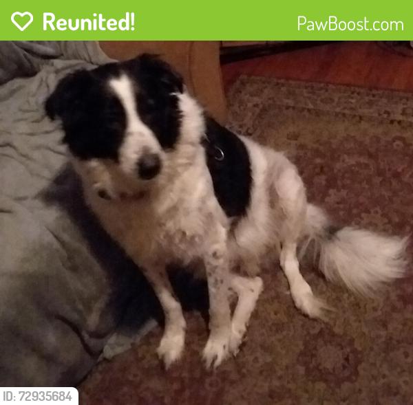 Reunited Male Dog last seen Near Pinecrest Drive (got out thru back fence), Fayetteville, NC 28305