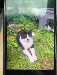 Reunited Male Cat last seen Richardson Road, about half way down from 7-11, Arnold, MO 63010