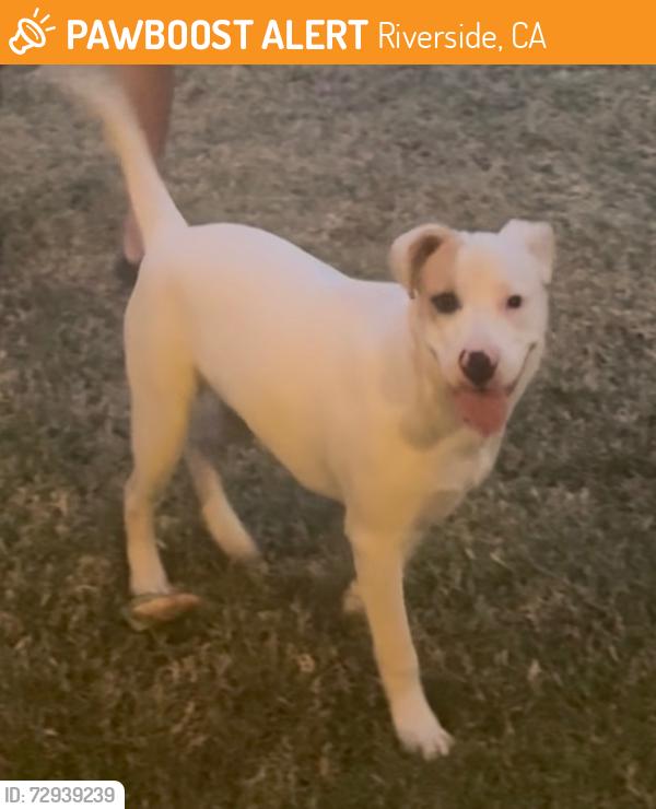 Found/Stray Male Dog last seen Jackson st riverside ca, Riverside, CA 92503