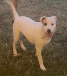 Found/Stray Male Dog last seen Jackson st riverside ca, Riverside, CA 92503