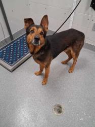 Shelter Stray Male Dog last seen Sevierville, TN 37876, Sevierville, TN 37862