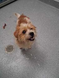 Shelter Stray Male Dog last seen Sevierville, TN 37876, Sevierville, TN 37862