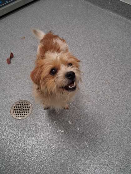 Shelter Stray Male Dog last seen Sevierville, TN 37876, Sevierville, TN 37862