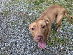 Found/Stray Unknown Dog last seen Fortress place & Mill Road, Richmond, VA 23231