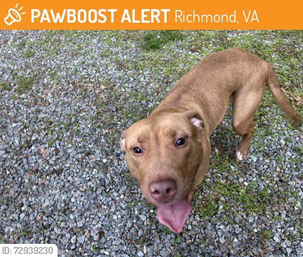 Found/Stray Unknown Dog last seen Fortress place & Mill Road, Richmond, VA 23231