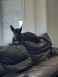 Reunited Male Dog last seen Near Lowery St, Henderson, NV 89015, USA, Henderson, NV 89015