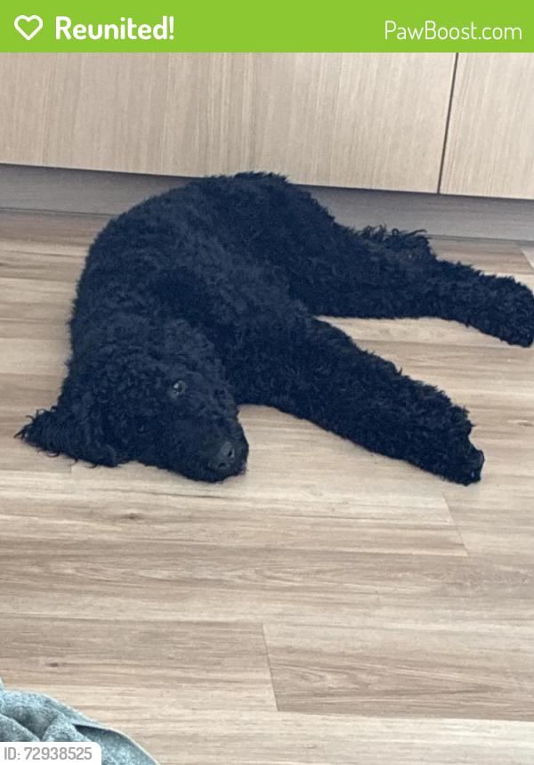 Reunited Male Dog last seen Right off 280 on highway 17 running around , San Jose, CA 95128