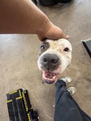 Found/Stray Male Dog last seen Near Marriott, Houston, TX 77017