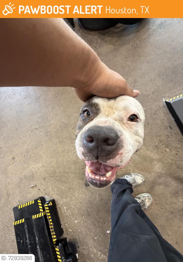 Found/Stray Male Dog last seen Near Marriott, Houston, TX 77017