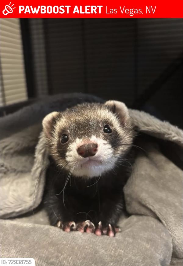 Lost Male Ferret last seen Boulder hwy & E Russel rd , Las Vegas, NV 89122