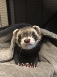 Lost Male Ferret last seen Boulder hwy & E Russel rd , Las Vegas, NV 89122