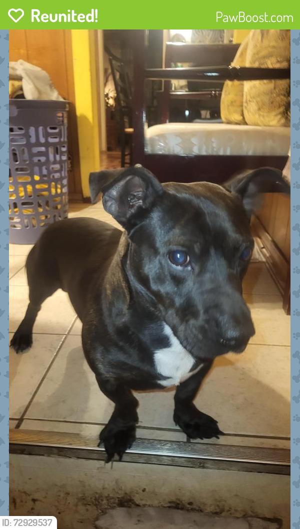 Reunited Male Dog last seen Algonquin and monview.?, Morristown, TN 37813