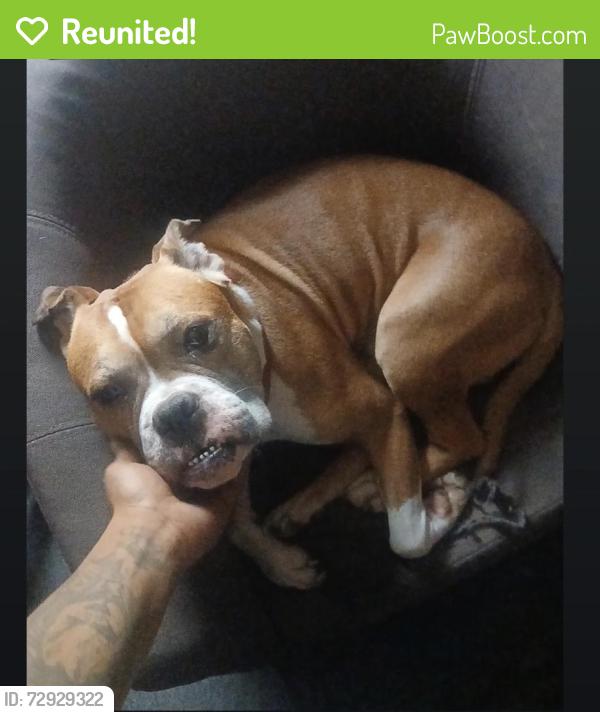 Reunited Male Dog last seen in the woods, Emporia, VA 23847