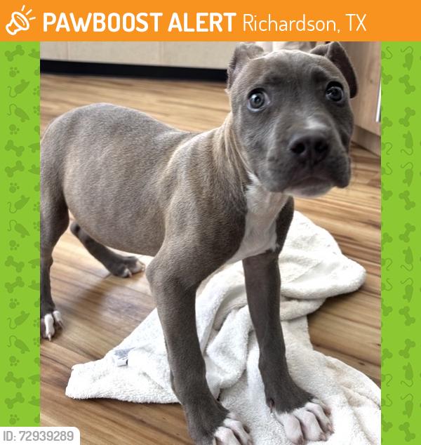 Rehomed Female Dog last seen Clover Trail, Richardson, TX 75081, USA, Richardson, TX 75081