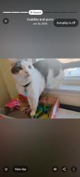 Lost Female Cat last seen Applebees grill and bar, Philadelphia, PA 19151