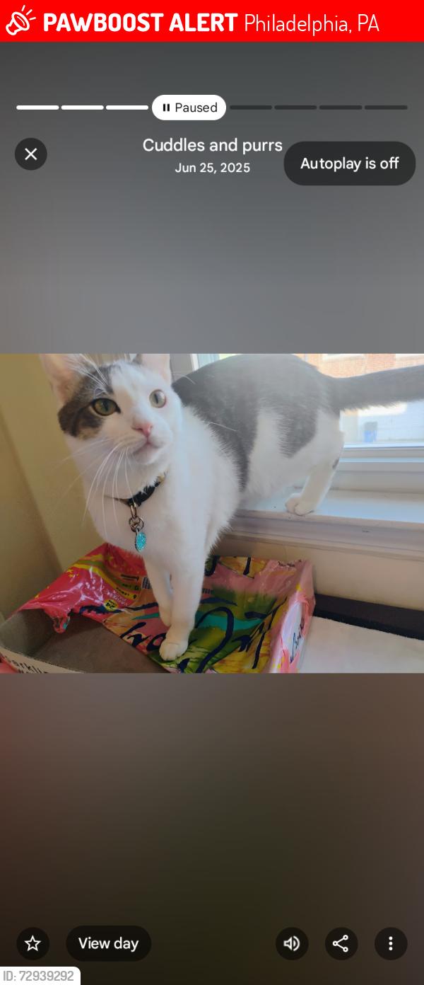 Lost Female Cat last seen Applebees grill and bar, Philadelphia, PA 19151