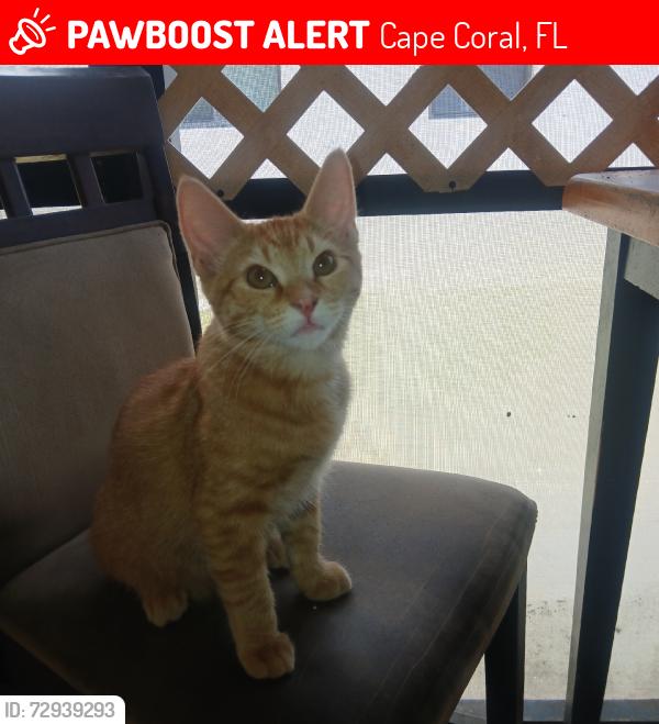 Lost Male Cat last seen SW Santa Barbara Pl and 42nd st, Cape Coral, FL 33914