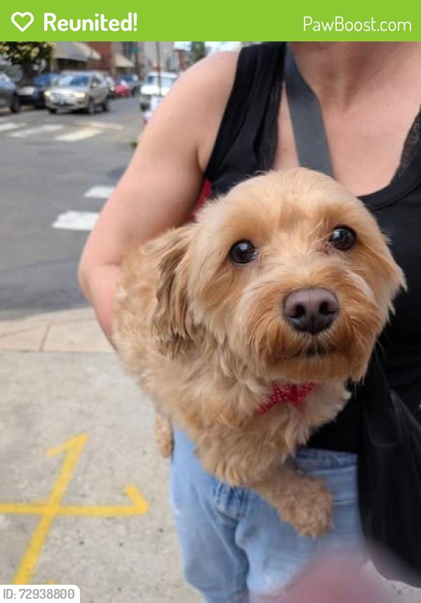 Reunited Unknown Dog last seen 17th and Mifflin, Philadelphia , Philadelphia, PA 19145