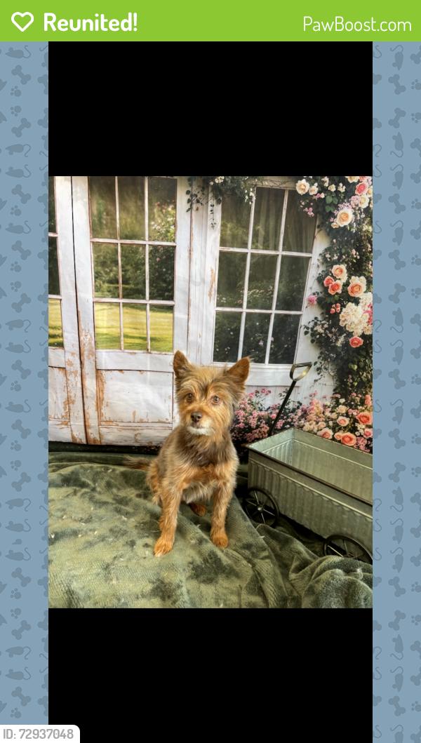 Reunited Female Dog last seen Inglewood, Red Deer, AB T4R 2J1